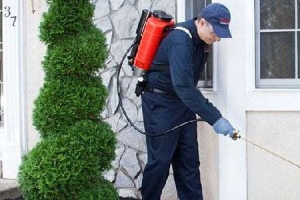 Why Regular Pest Inspections Are a Smart Investment for Every Property