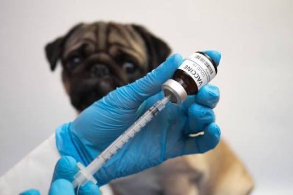 Veterinary Vaccines Market Dynamics: Growth Drivers, Challenges, and Emerging Opportunities