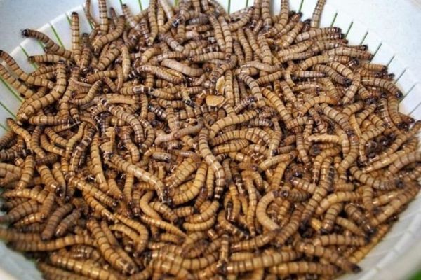 Insect Feed Market Outlook Highlighting Future Growth In Sustainable Animal Nutrition Industry