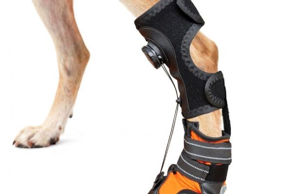 Veterinary Orthotics-Prosthetics Market Research Trends, Demand, Innovation, and Future Outlook