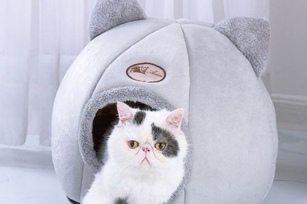 Smart Ways to Shop Cat Supplies Without Overspending