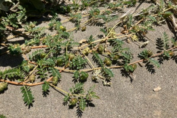 Weeds That Have Stickers: Easy Ways to Clean Your Yard