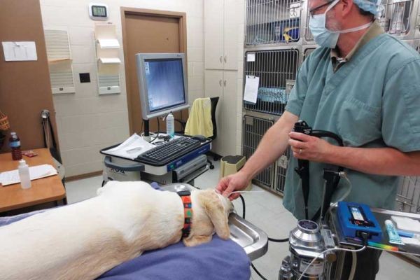 Veterinary Endoscope Market Competition Analysis: Key Players and Strategic Developments
