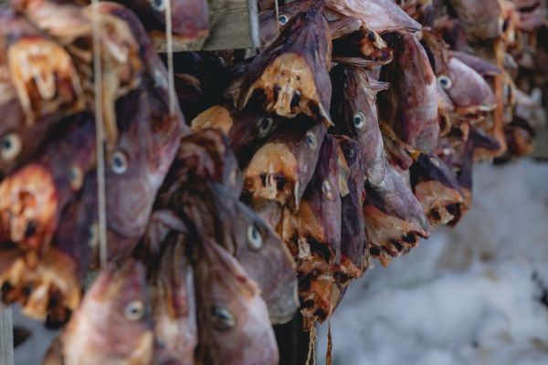 Wild Pollock Market Emerging Trends Shaping Sustainable Seafood Consumption
