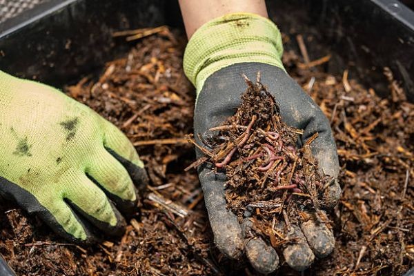 How to Start a Worm Farm: A Simple Guide for Beginners