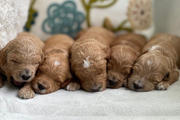 Goldendoodle Puppies Miami Florida: What Makes a Puppy Well-Raised?