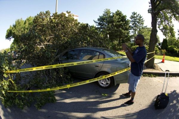 Hedge Removal Auckland: What Property Owners Should Know