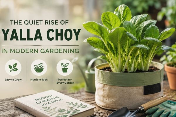 The Quiet Rise of Yalla Choy in Modern Gardening