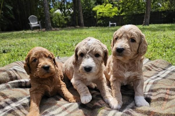 Finding Brown Doodles for Sale From a Responsible Breeder