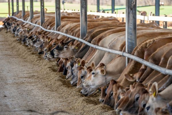 Animal Feed Additives Market Landscape: Competition, Innovation, and Growth Dynamics