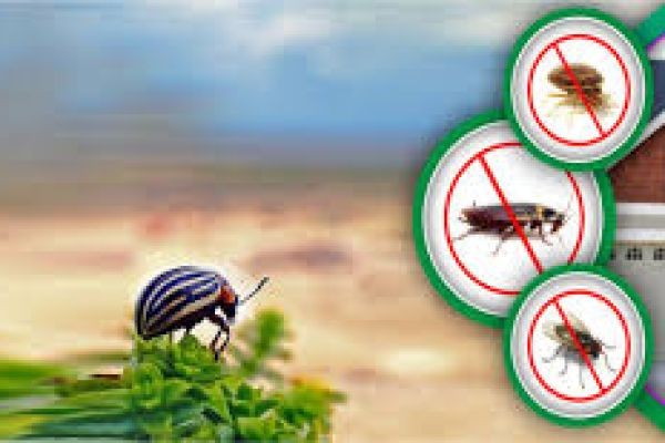 Why Are termite control services in lahore Important Today