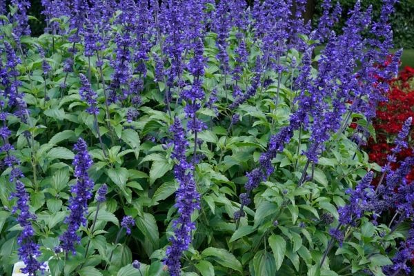 Flowering Shrubs: A Complete Guide to Beautiful Garden Landscapes