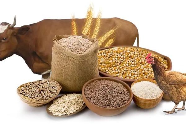 Animal Nutrition Market Landscape: Competitive Structure, Innovation, and Growth Dynamics