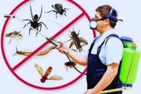 Pest Control in Lahore: Reliable Solutions for a Cleaner, Safer Property