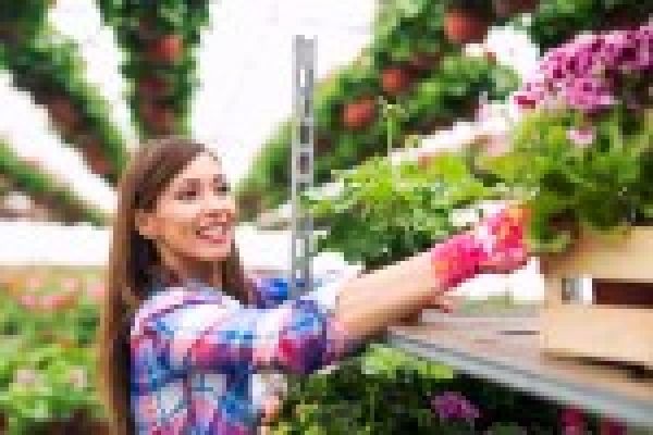 Why Choosing the Right Vertical Garden Dealer in Delhi Can Transform Your Space