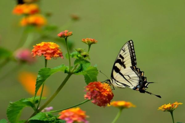 Purchase Butterflies Online: Guide to Choosing Live Butterflies for Events