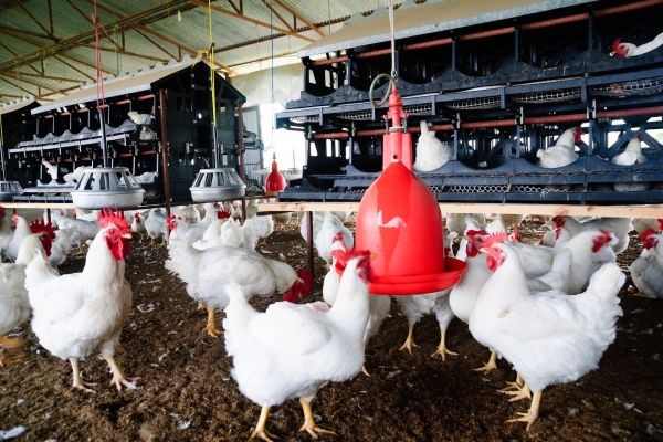 Poultry Feed Market Challenges: Ingredient Costs, Supply Disruptions, Nutrition, Regulation, and Sustainability
