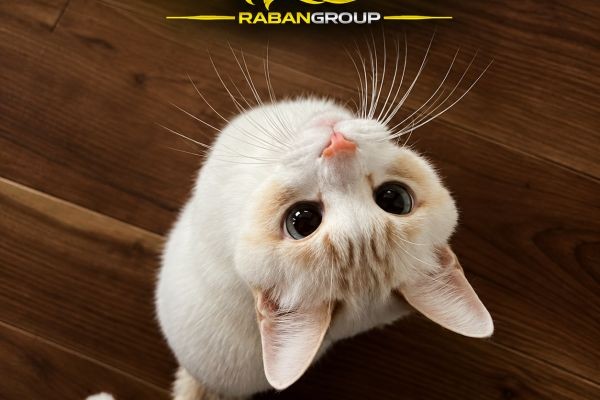Mengenal Fitur dan Istilah dalam Permainan slot