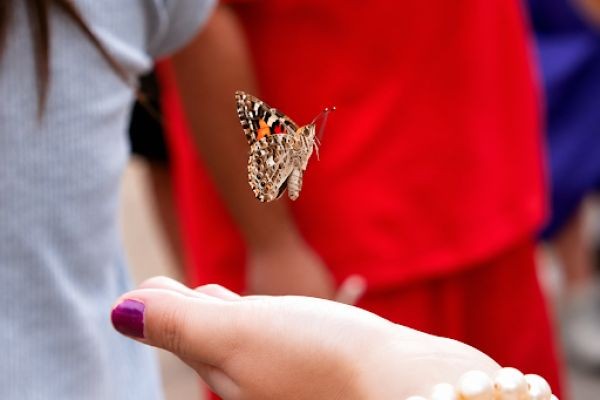 Butterfly Release for Memorial Service: Planning and Meaningful Ideas