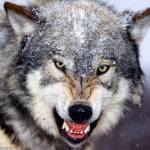 Wolf_72
